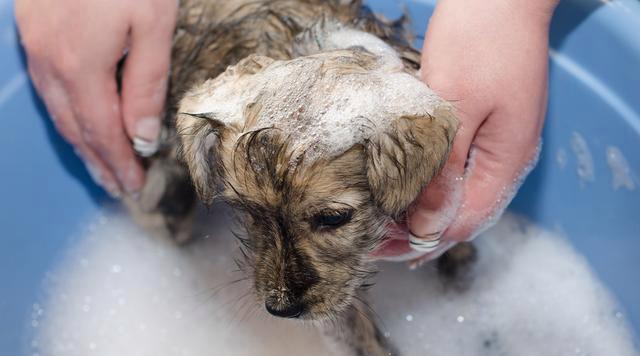 狗不洗澡的危害大,主人要重视(狗不洗澡的后果令人震惊,疏于护理将影响它的健康和生活质量) 狗不洗澡的危害大,主人要重视(狗不洗澡的后果令人震惊,疏于护理将影响它的健康和生活质量)