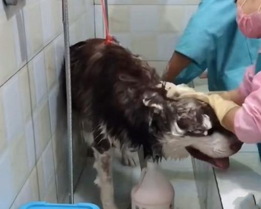 狗不洗澡的危害大,主人要重视(狗不洗澡的后果令人震惊,疏于护理将影响它的健康和生活质量) 狗不洗澡的危害大,主人要重视(狗不洗澡的后果令人震惊,疏于护理将影响它的健康和生活质量)