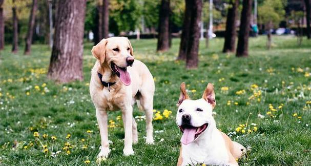 春天小狗的可爱特点(探索春天小狗的活泼、聪明和友善) 春天小狗的可爱特点(探索春天小狗的活泼、聪明和友善)