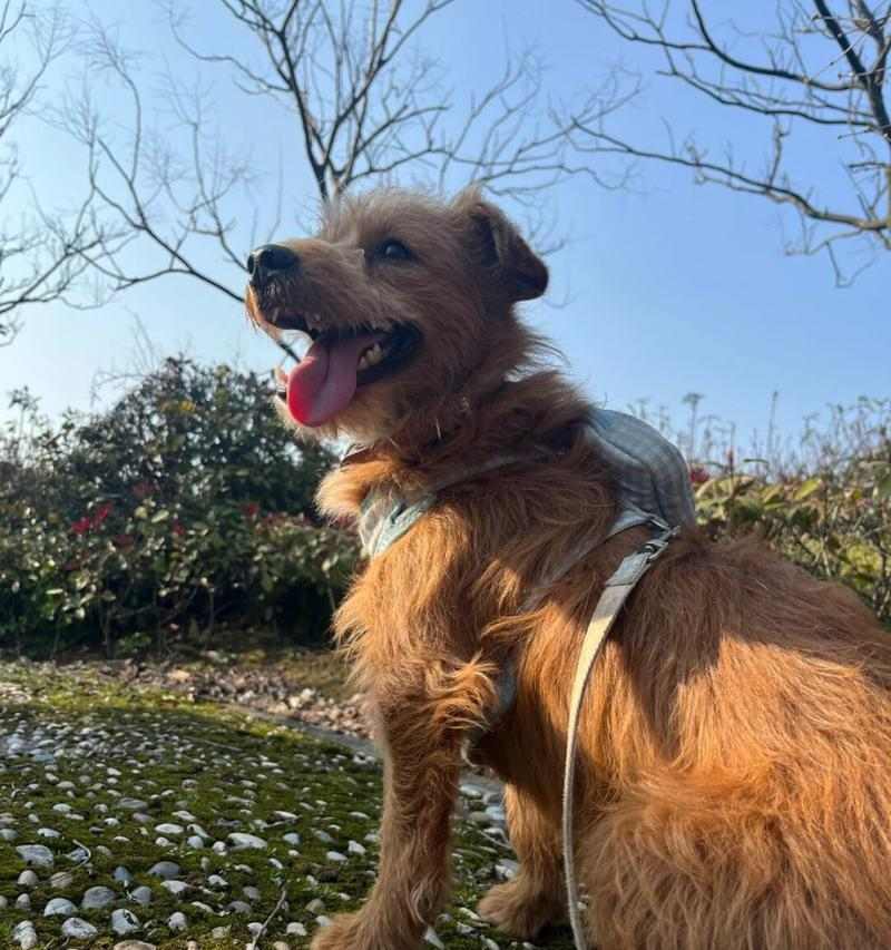 春天小狗的可爱特点(探索春天小狗的活泼、聪明和友善) 春天小狗的可爱特点(探索春天小狗的活泼、聪明和友善)