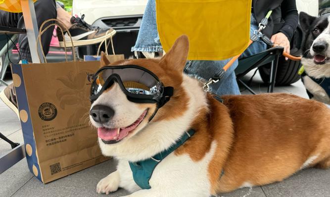 春天小狗的可爱特点(探索春天小狗的活泼、聪明和友善) 春天小狗的可爱特点(探索春天小狗的活泼、聪明和友善)