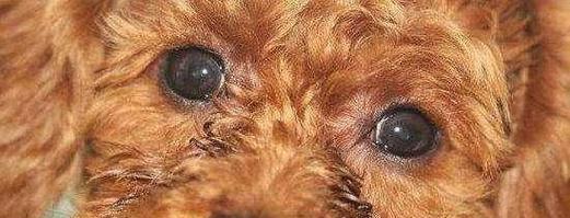 探究泰迪狗体臭的原因(分析泰迪狗体臭的成因及解决方案) 探究泰迪狗体臭的原因(分析泰迪狗体臭的成因及解决方案)