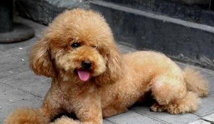 探究泰迪狗体臭的原因(分析泰迪狗体臭的成因及解决方案) 探究泰迪狗体臭的原因(分析泰迪狗体臭的成因及解决方案)