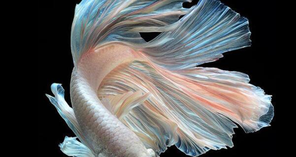 如何选择适合的斗鱼底砂类型？（为你解析不同类型底砂的优劣势）