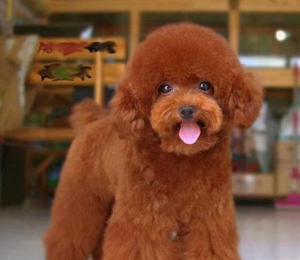 探究泰迪狗体臭的原因(分析泰迪狗体臭的成因及解决方案) 探究泰迪狗体臭的原因(分析泰迪狗体臭的成因及解决方案)