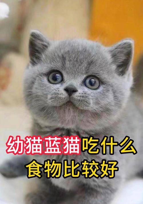 猫怀孕期间需要食用什么食物?(为了健康育出可爱的小猫,猫妈咪需要吃这些食物!) 猫怀孕期间需要食用什么食物?(为了健康育出可爱的小猫,猫妈咪需要吃这些食物!)