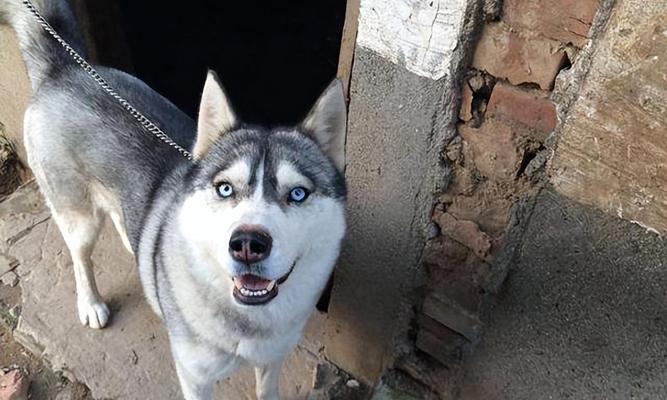 选择适合看家护院的狗(如何选择合适的守护犬品种) 选择适合看家护院的狗(如何选择合适的守护犬品种)