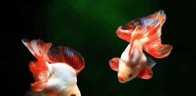 以什么水养金鱼最合适？（探讨金鱼养殖中水质的重要性及选择）