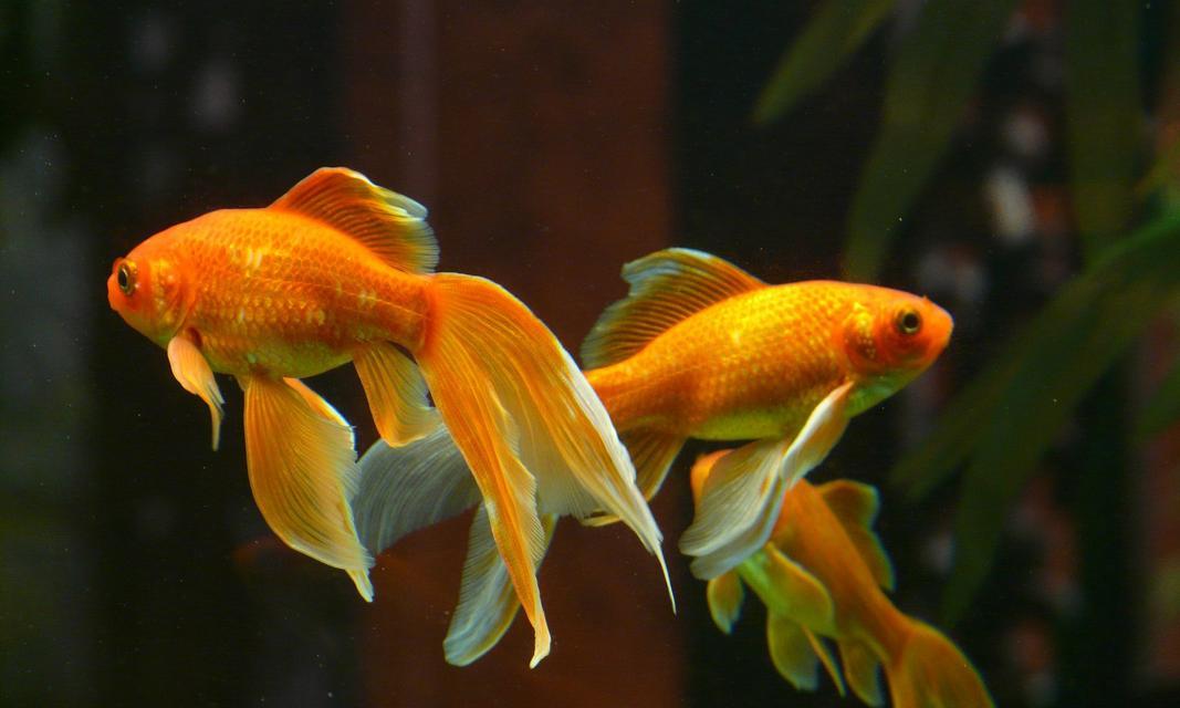 以什么水养金鱼最合适？（探讨金鱼养殖中水质的重要性及选择）