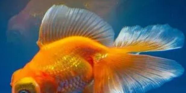 以什么水养金鱼最合适｜金鱼养殖水质全攻略