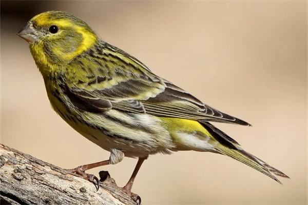 如何分辨鸟饲料的好坏? 如何分辨鸟饲料的好坏?