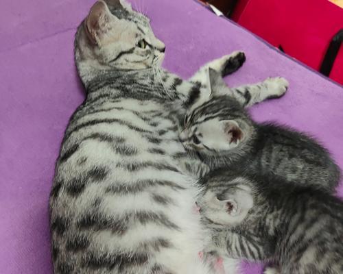 刚满月小猫饮食指南|健康成长所需食物与习惯 刚满月小猫饮食指南|健康成长所需食物与习惯