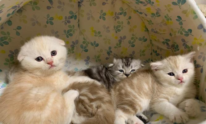 刚满月小猫饮食指南|健康成长所需食物与习惯 刚满月小猫饮食指南|健康成长所需食物与习惯