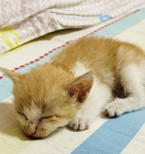 刚满月小猫饮食指南|健康成长所需食物与习惯 刚满月小猫饮食指南|健康成长所需食物与习惯