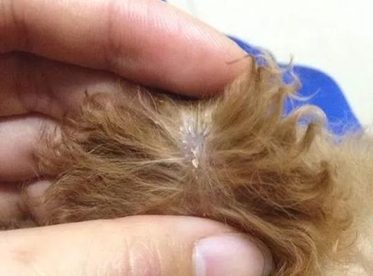 小泰迪肚子里有虫子？原因及防治全攻略｜宠物健康指南