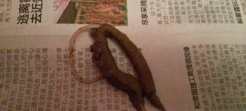 小泰迪肚子里有虫子？原因及防治全攻略｜宠物健康指南