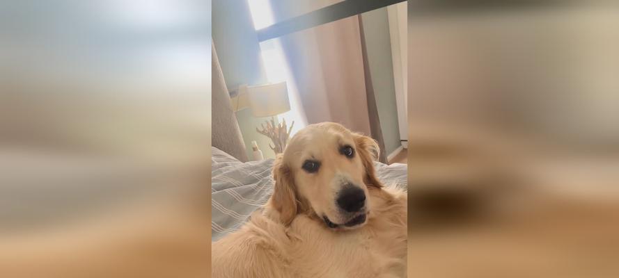 金毛配种危害全攻略｜科学繁殖保护犬只健康