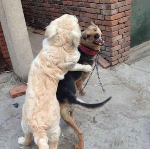 金毛配种危害全攻略｜科学繁殖保护犬只健康