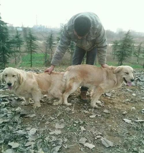 金毛配种危害全攻略｜科学繁殖保护犬只健康