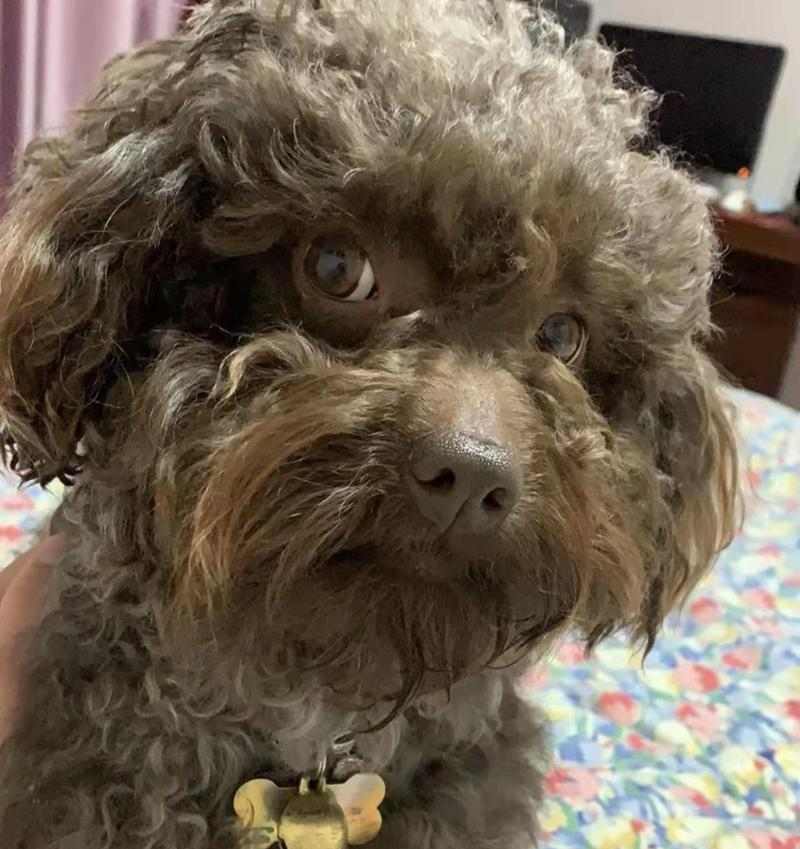 狗胰腺炎饮食治疗全攻略｜科学调理助宠物康复