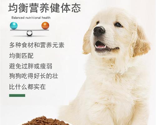 泰迪幼犬粮怎么选？实用指南助你选对粮食