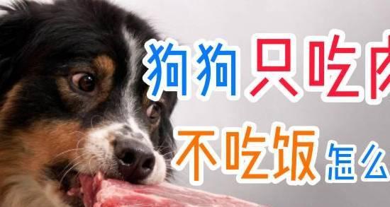 狗狗不爱动不吃肉?原因分析与改善指南 狗狗不爱动不吃肉?原因分析与改善指南