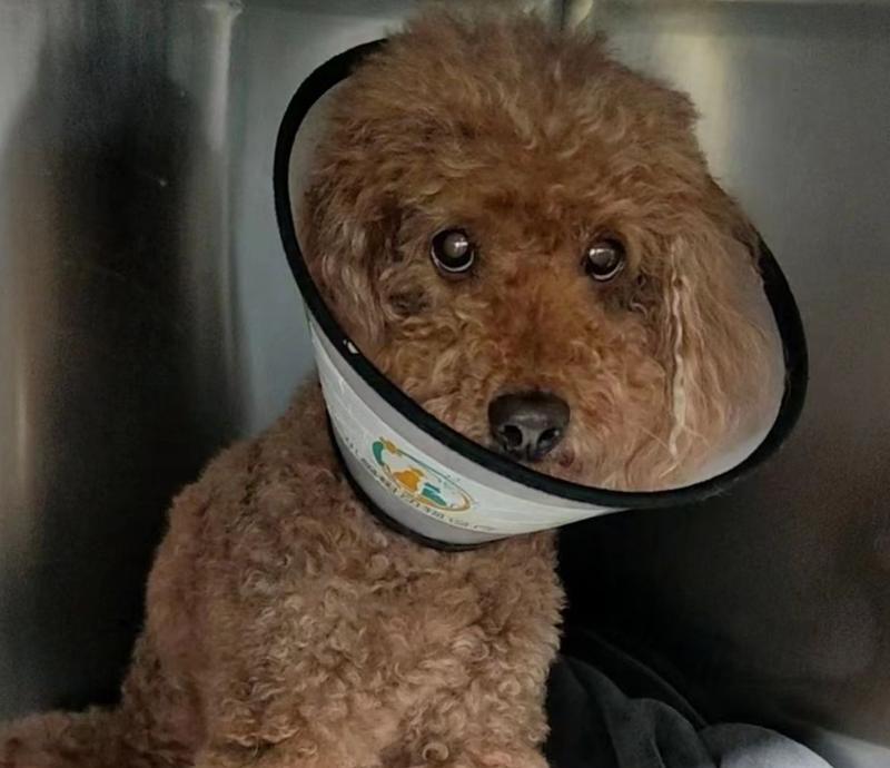 狗胰腺炎饮食治疗全攻略｜科学调理助宠物康复