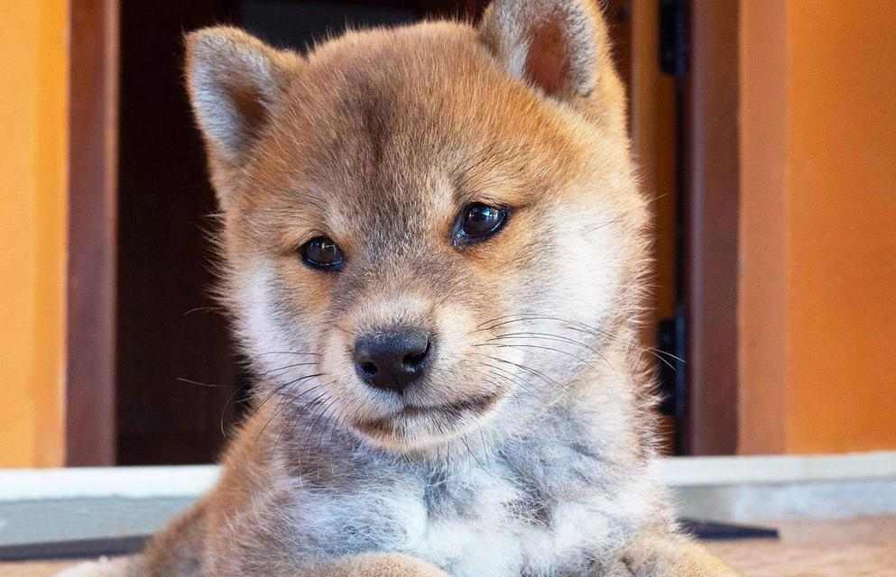 柴犬饲养全攻略|活泼可爱温顺忠诚的伴侣犬 柴犬饲养全攻略|活泼可爱温顺忠诚的伴侣犬