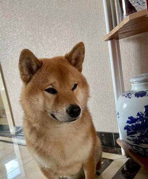 柴犬饲养全攻略|活泼可爱温顺忠诚的伴侣犬 柴犬饲养全攻略|活泼可爱温顺忠诚的伴侣犬