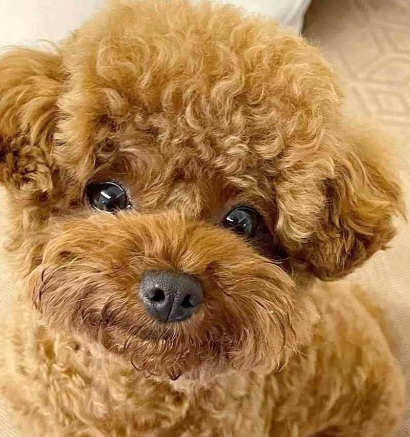 狗狗不爱动不吃肉?原因分析与改善指南 狗狗不爱动不吃肉?原因分析与改善指南