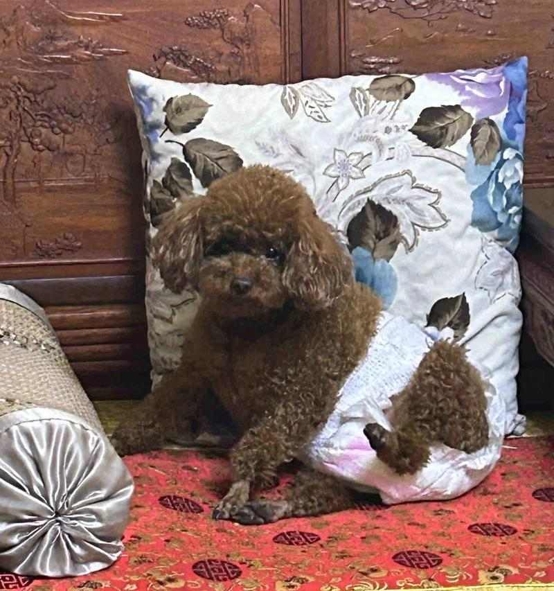 狗狗不爱动不吃肉?原因分析与改善指南 狗狗不爱动不吃肉?原因分析与改善指南