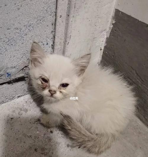 探索流浪猫的多样品种｜流浪猫品种全攻略