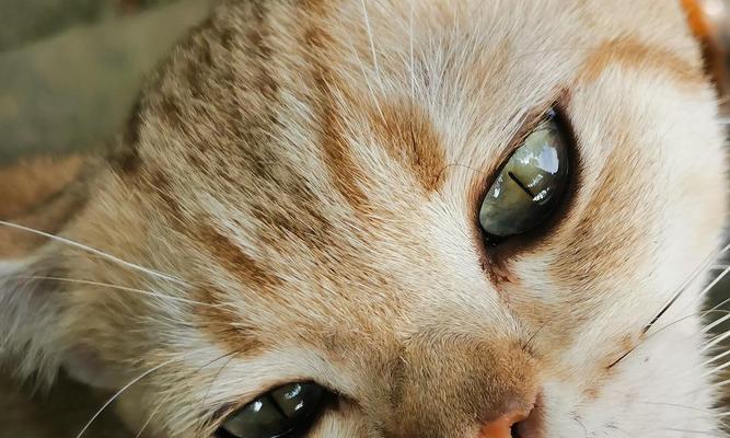 探索流浪猫的多样品种｜流浪猫品种全攻略