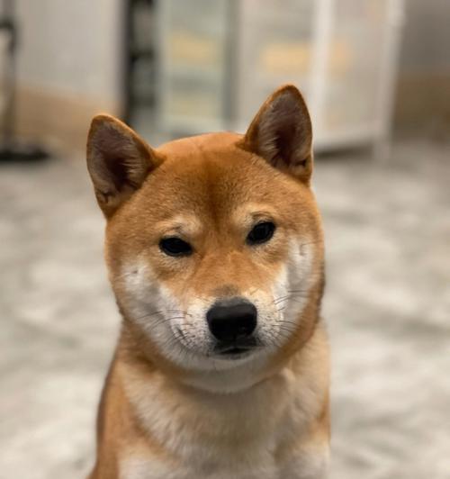 柴犬饲养全攻略|活泼可爱温顺忠诚的伴侣犬 柴犬饲养全攻略|活泼可爱温顺忠诚的伴侣犬