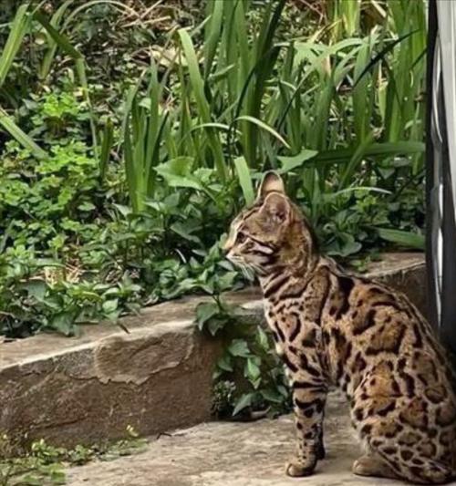 探索流浪猫的多样品种｜流浪猫品种全攻略