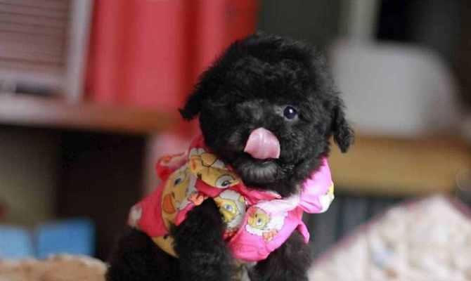 泰迪狗颜色全攻略｜影响价格的关键特征与选购建议