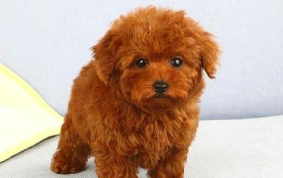 泰迪狗颜色全攻略｜影响价格的关键特征与选购建议