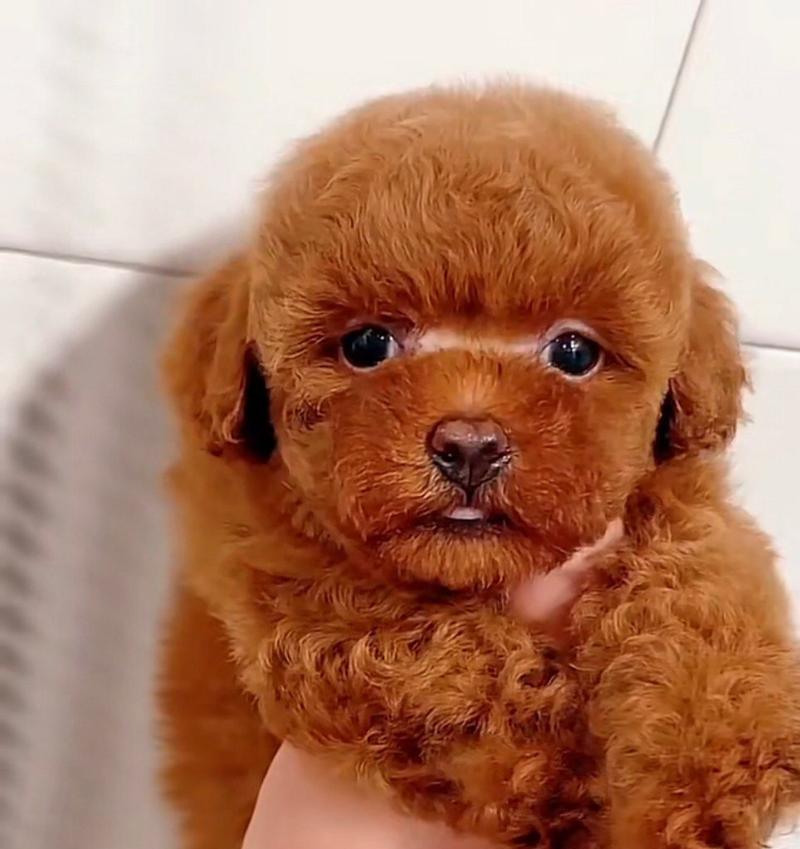 泰迪狗颜色全攻略｜影响价格的关键特征与选购建议