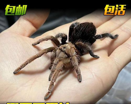 狼蛛养殖全攻略｜新手入门必备技巧