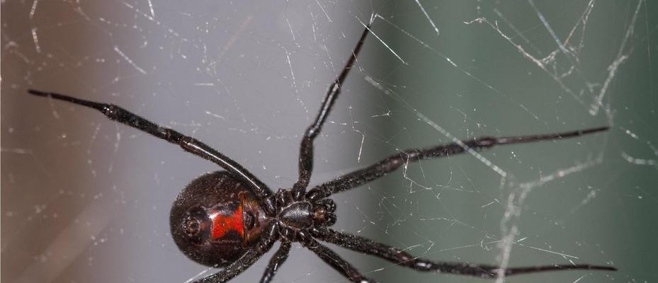 狼蛛养殖全攻略｜新手入门必备技巧