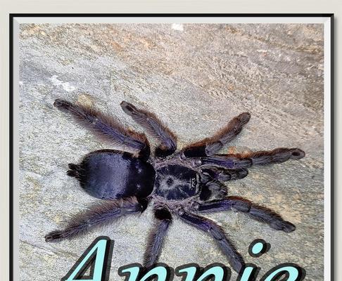 狼蛛养殖全攻略｜新手入门必备技巧