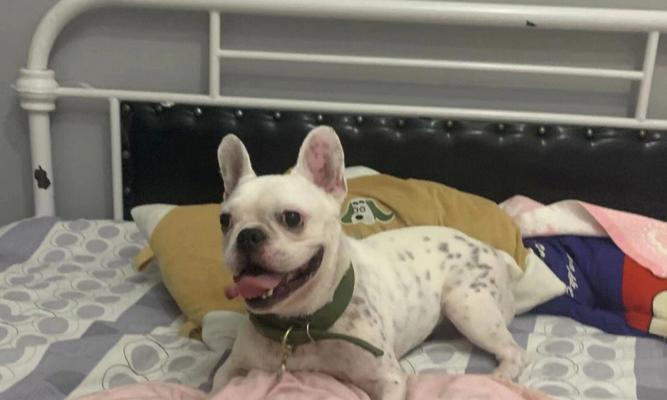 法斗断尾争议与伦理反思|狗狗健康保护全攻略 法斗断尾争议与伦理反思|狗狗健康保护全攻略