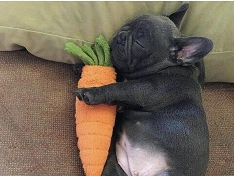 法斗断尾争议与伦理反思|狗狗健康保护全攻略 法斗断尾争议与伦理反思|狗狗健康保护全攻略