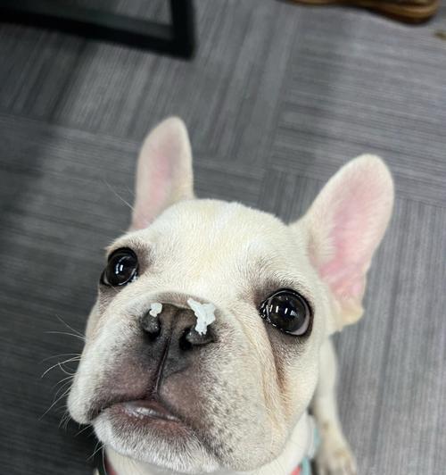 法斗断尾争议与伦理反思|狗狗健康保护全攻略 法斗断尾争议与伦理反思|狗狗健康保护全攻略