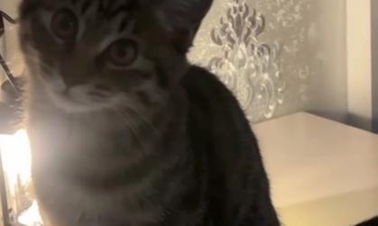 猫咪哼哼唧唧原因全攻略｜读懂它的声音表达