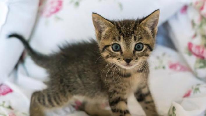 猫咪哼哼唧唧原因全攻略｜读懂它的声音表达