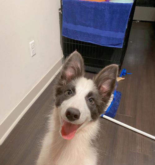 边牧蓝白配对全攻略｜探索混血犬的多样魅力