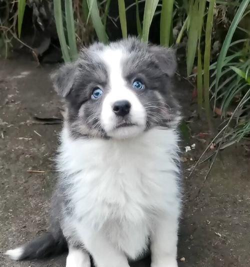 边牧蓝白配对全攻略｜探索混血犬的多样魅力