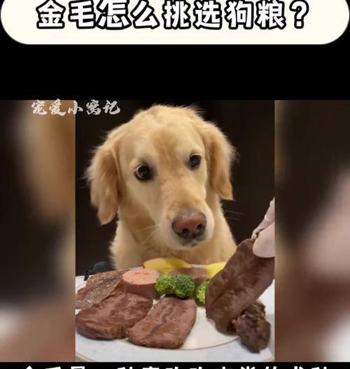2个月金毛犬饮食安排全攻略｜科学喂养指南