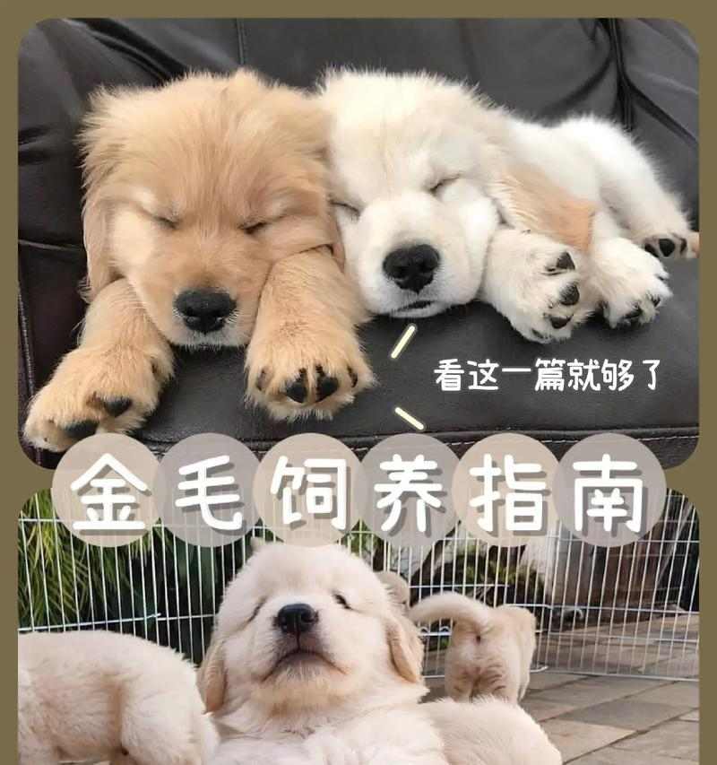 2个月金毛犬饮食安排全攻略｜科学喂养指南